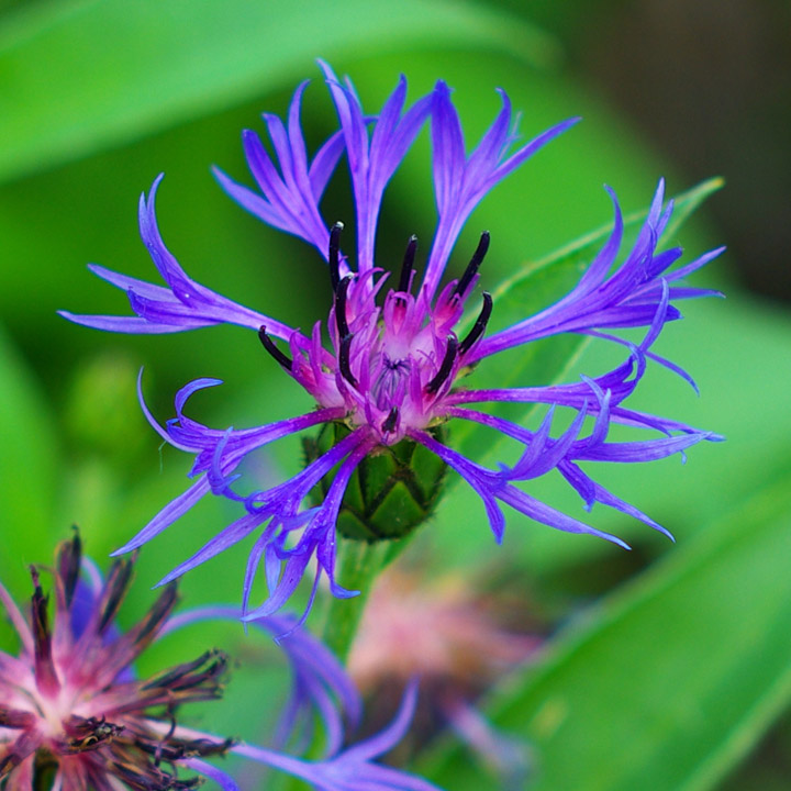 Corn Flower 100% after.jpg