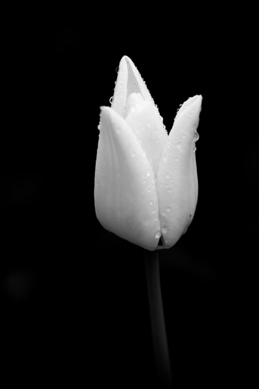 tulip
