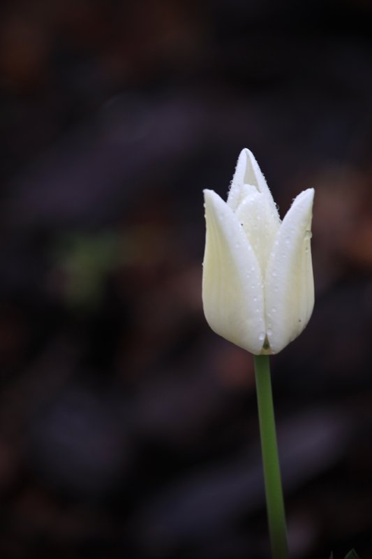 tulip