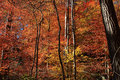 Ablaze with Autumn color