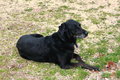Godspeed, Bailey the Big Black Dog