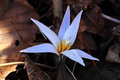 White Trout Lily (Wildflower)