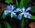 Crested Irises