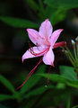 Mountain Azalea