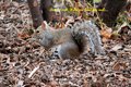 Prayerful Squirrel