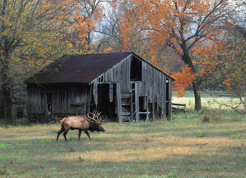 Bull Elk and Boxley Valley Barn - Northwest Arkansas