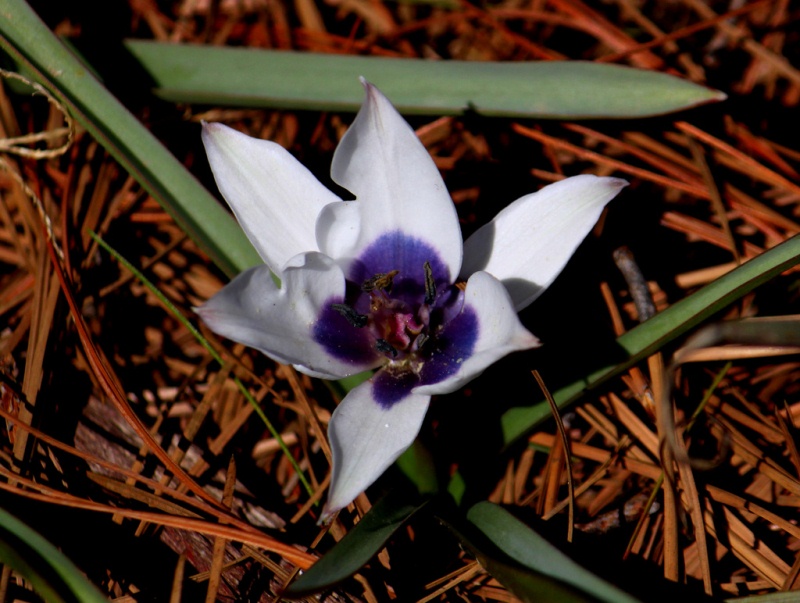 Unusual Tulip (Tulipa pulchella)