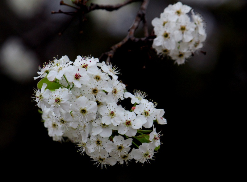 Bradford Pear Blossums