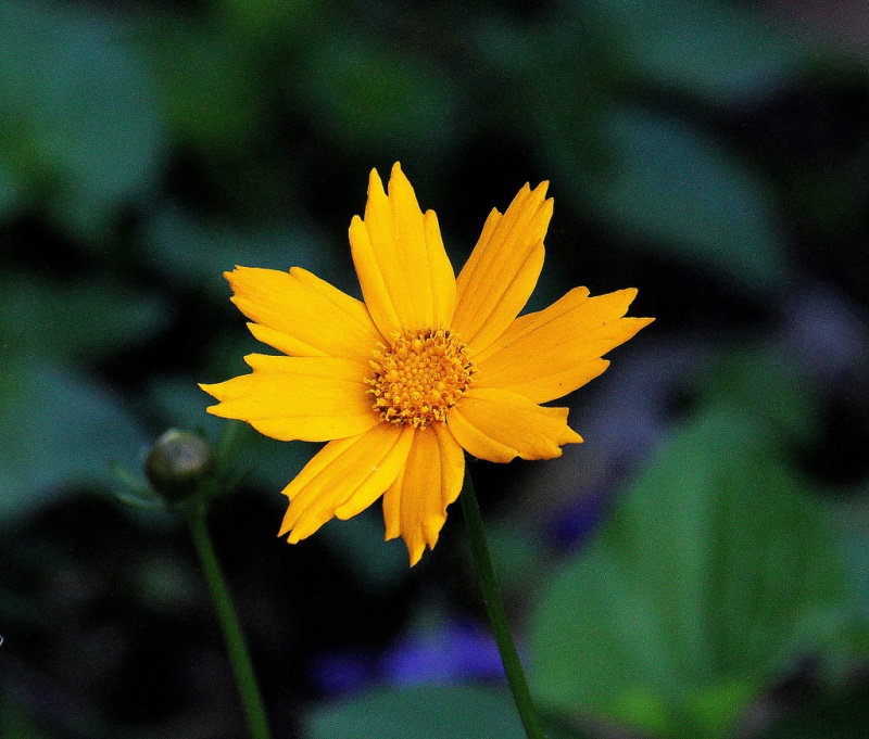 Coreopsis