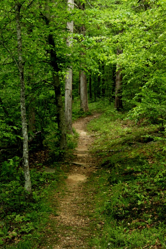 Buffalo River Trail