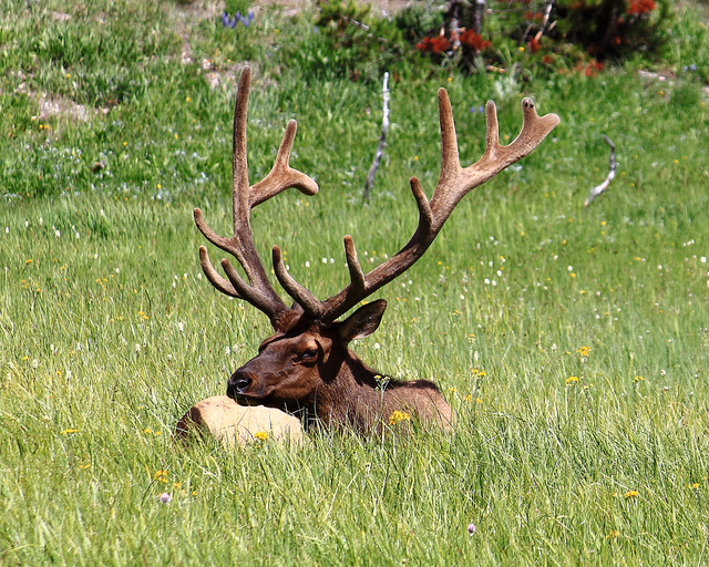 Bull Elk in Velvet