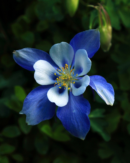 Blue Columbine