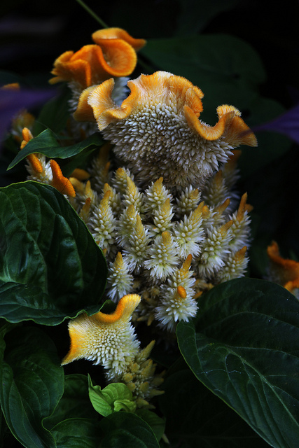 Cock'sComb (Yellow)