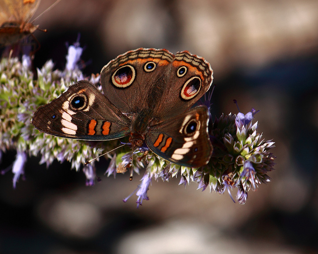 Buckeye Butterfly
