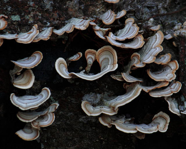 Shelf Fungus