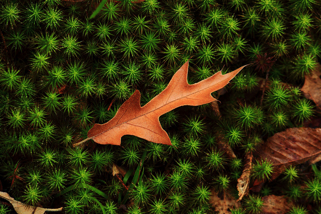 Fallen Leaf on Polytrichum Moss