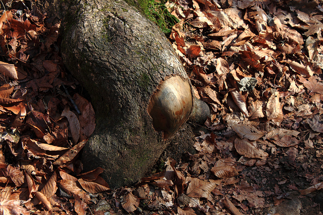 Tree's Knee