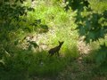 fawn in the woods
