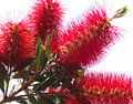Reddish
