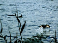 Ducks in Kayafa Lake