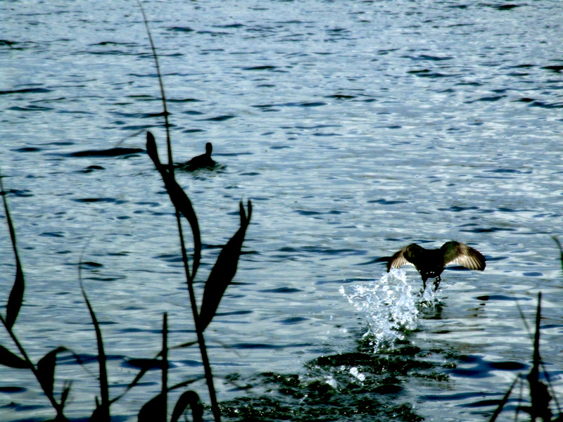 Ducks in Kayafa Lake