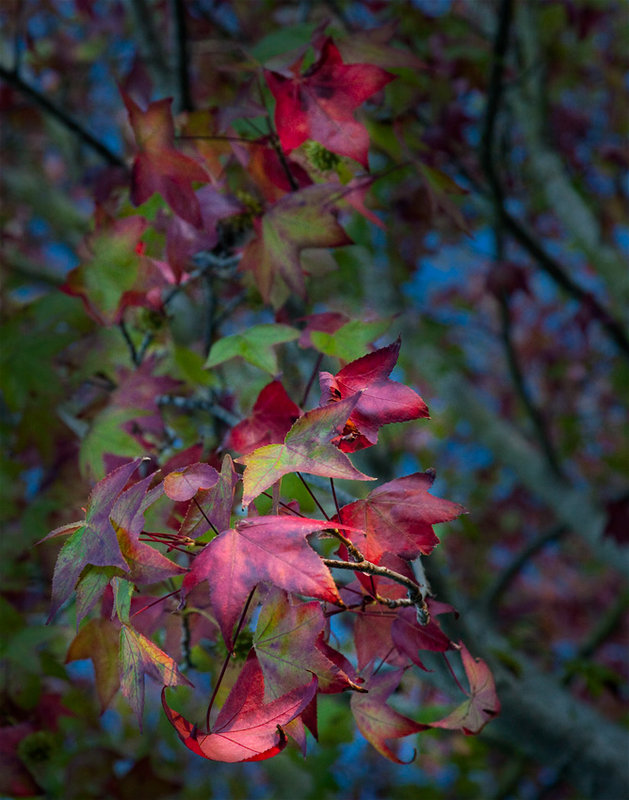 dp-novleaves_MG_3246