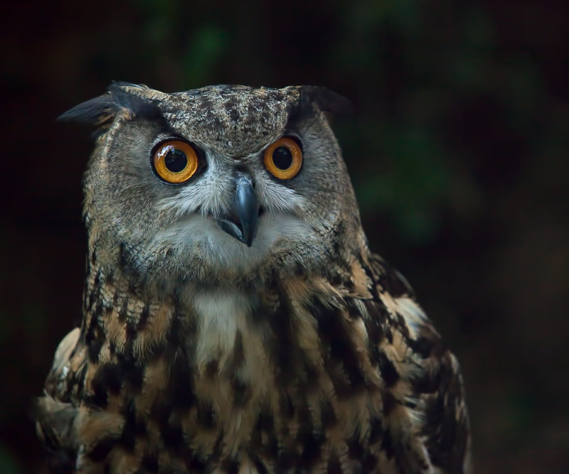 dp-print-owl_MG_3372
