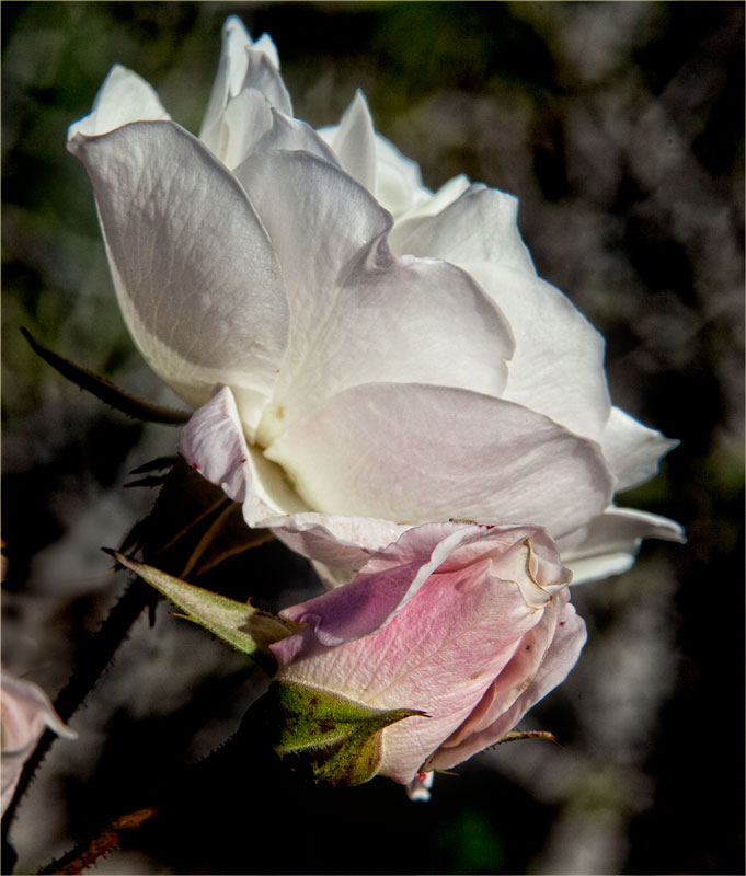 dp-nov_MG_3866