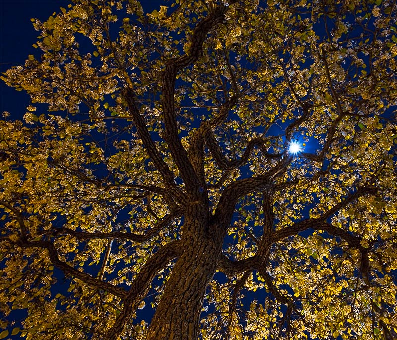 Pear Tree and moon