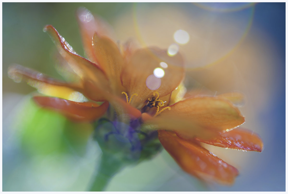 flower edit