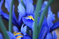 Burst of Colour
