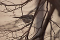 A Big Month-4 Northern Mockingbird
