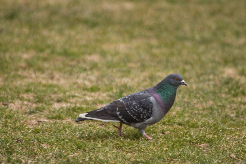 A Big Month-1 Rock Pigeon