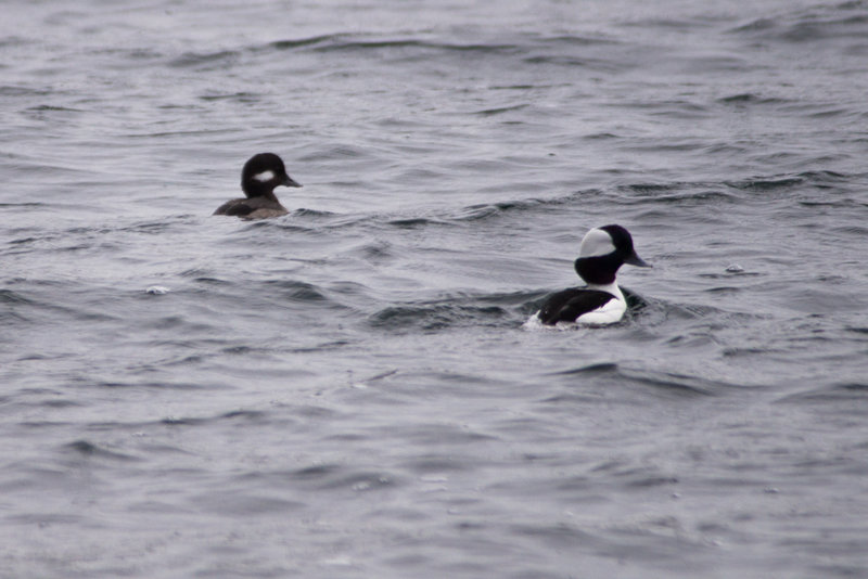 A Big Month-6 Bufflehead