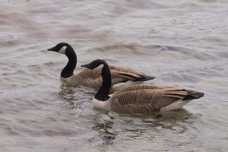 A Big Month-8 Canada Goose