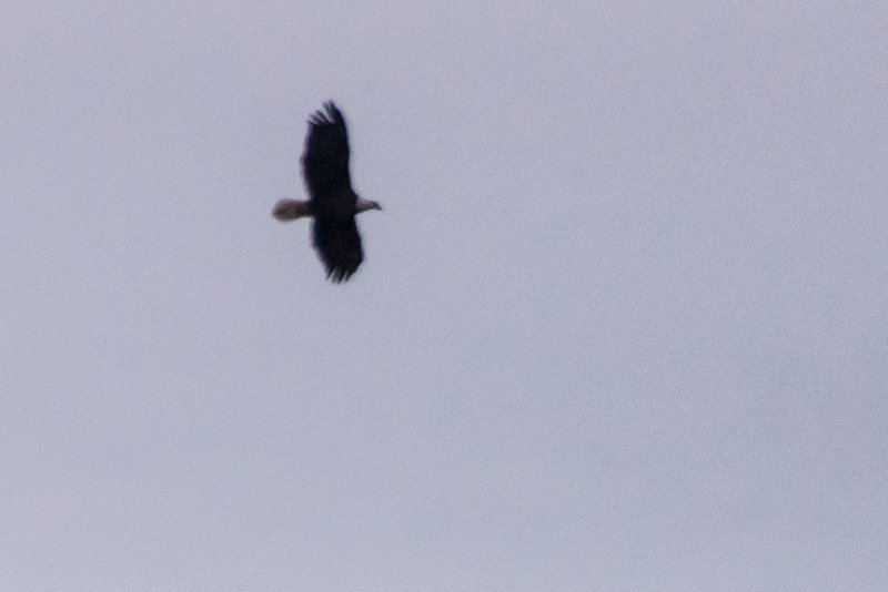 A Big Month-9 Bald Eagle