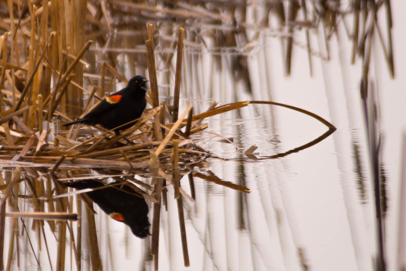 A Big Month-13 Red-winged Blackbird