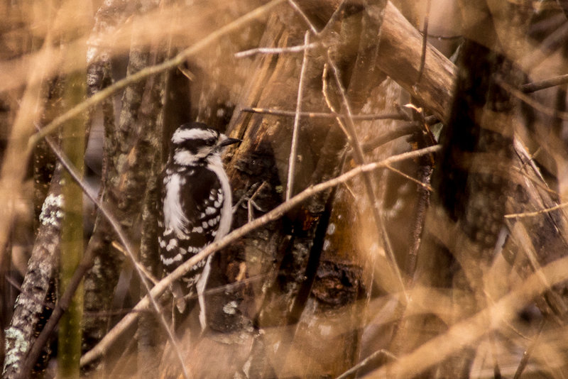 A Big Month-14 Downy Woodpecker