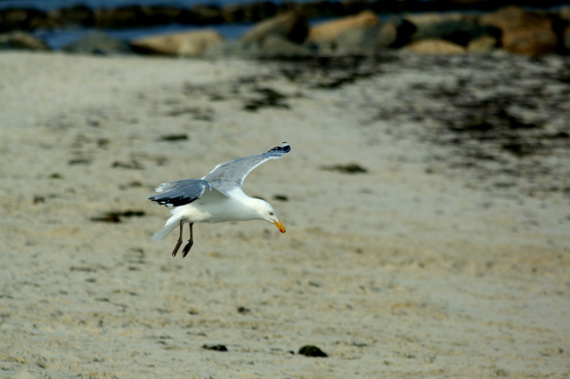 Seagull