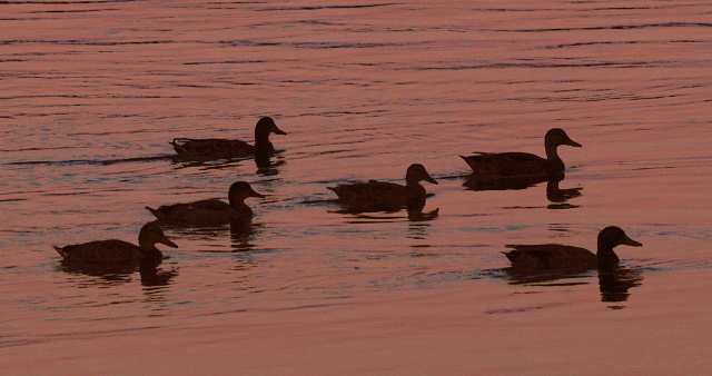 Ducks at Sunset