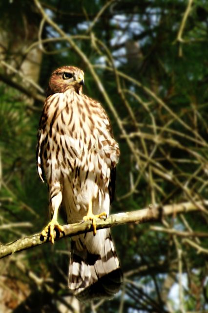 Red Tailed Hawk