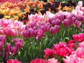 tulips.JPG