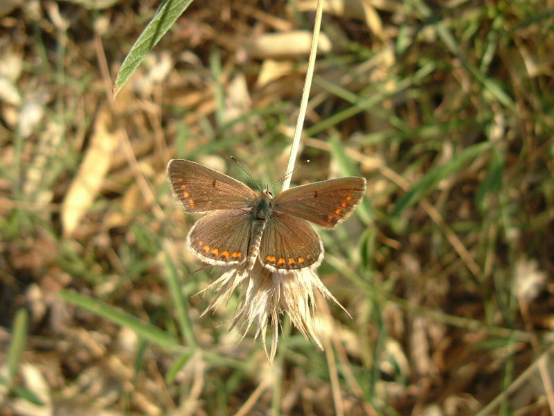 DSCF3829.JPG