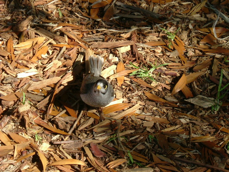 sillybird[1].jpg