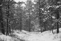 Winter Wonderland