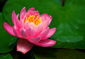 Radiant Spring