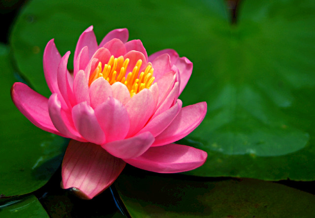 Radiant Spring
