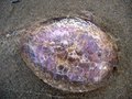 Meduse