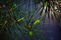 sunset-through-branches