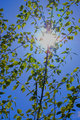 sun-through-the-trees
